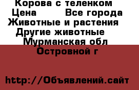 Корова с теленком › Цена ­ 69 - Все города Животные и растения » Другие животные   . Мурманская обл.,Островной г.